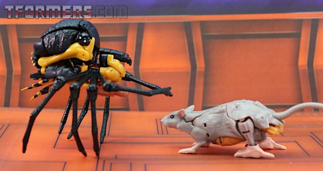 Transformers Kingdom Blackarachnia  (40 of 46)